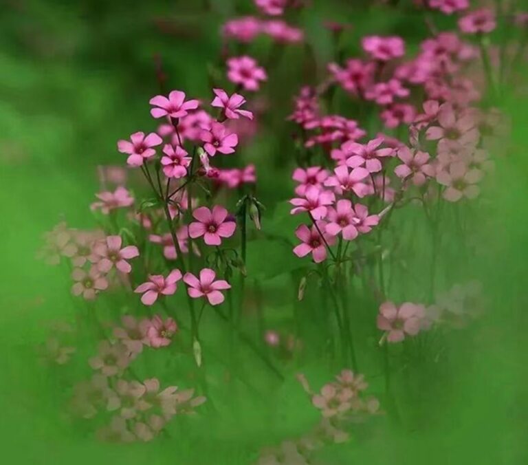 十六字令 (4/5/2014)