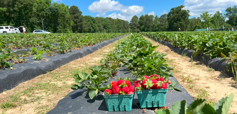 Strawberry Bliss