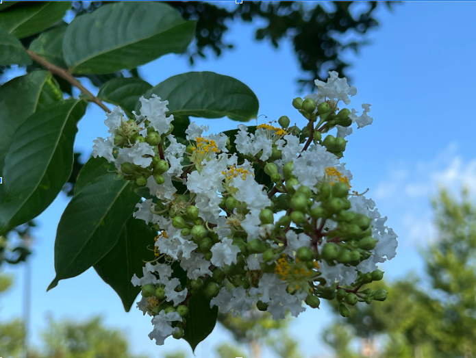 Under the Crape Myrtle