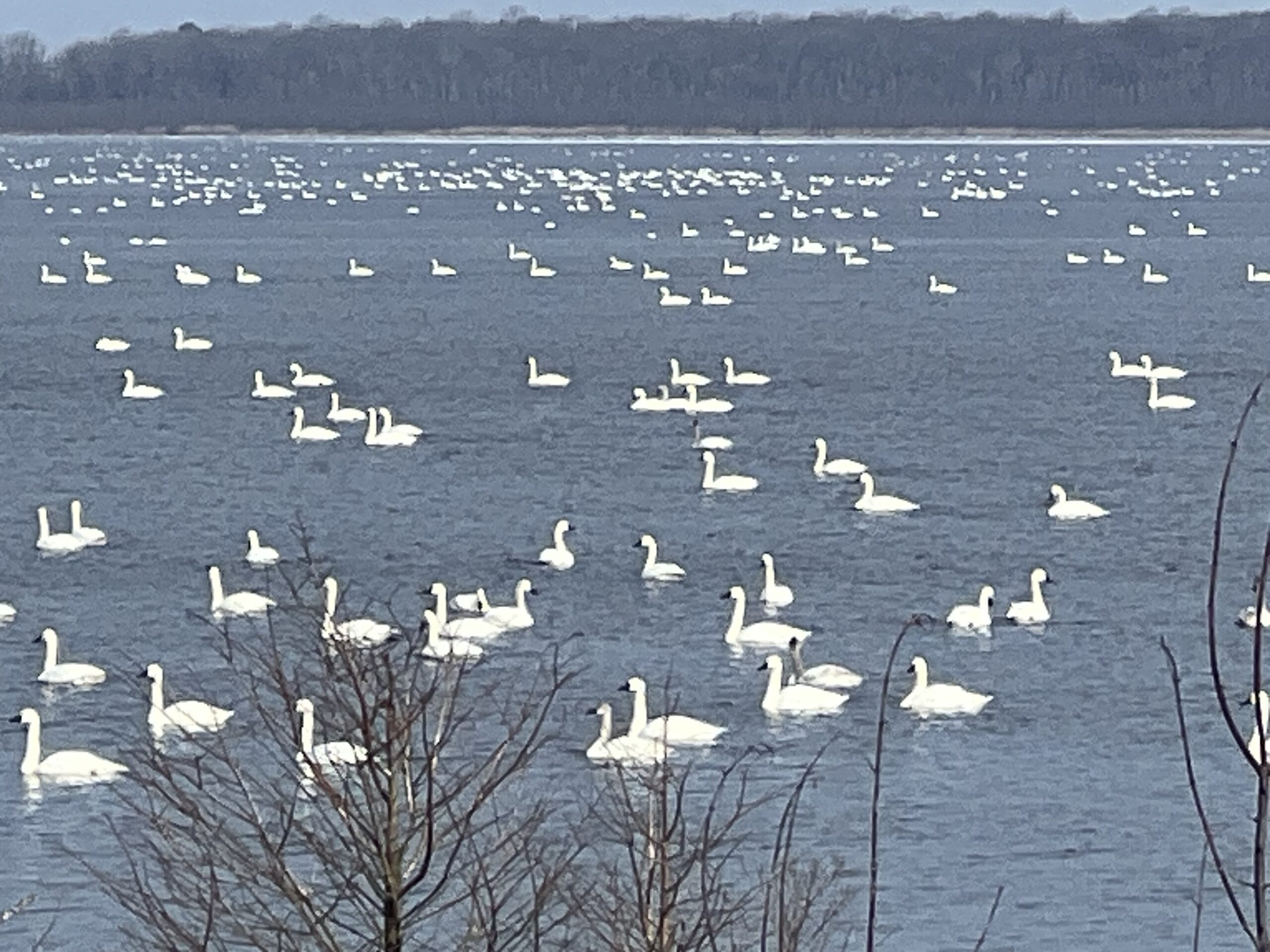 Encounter Swans