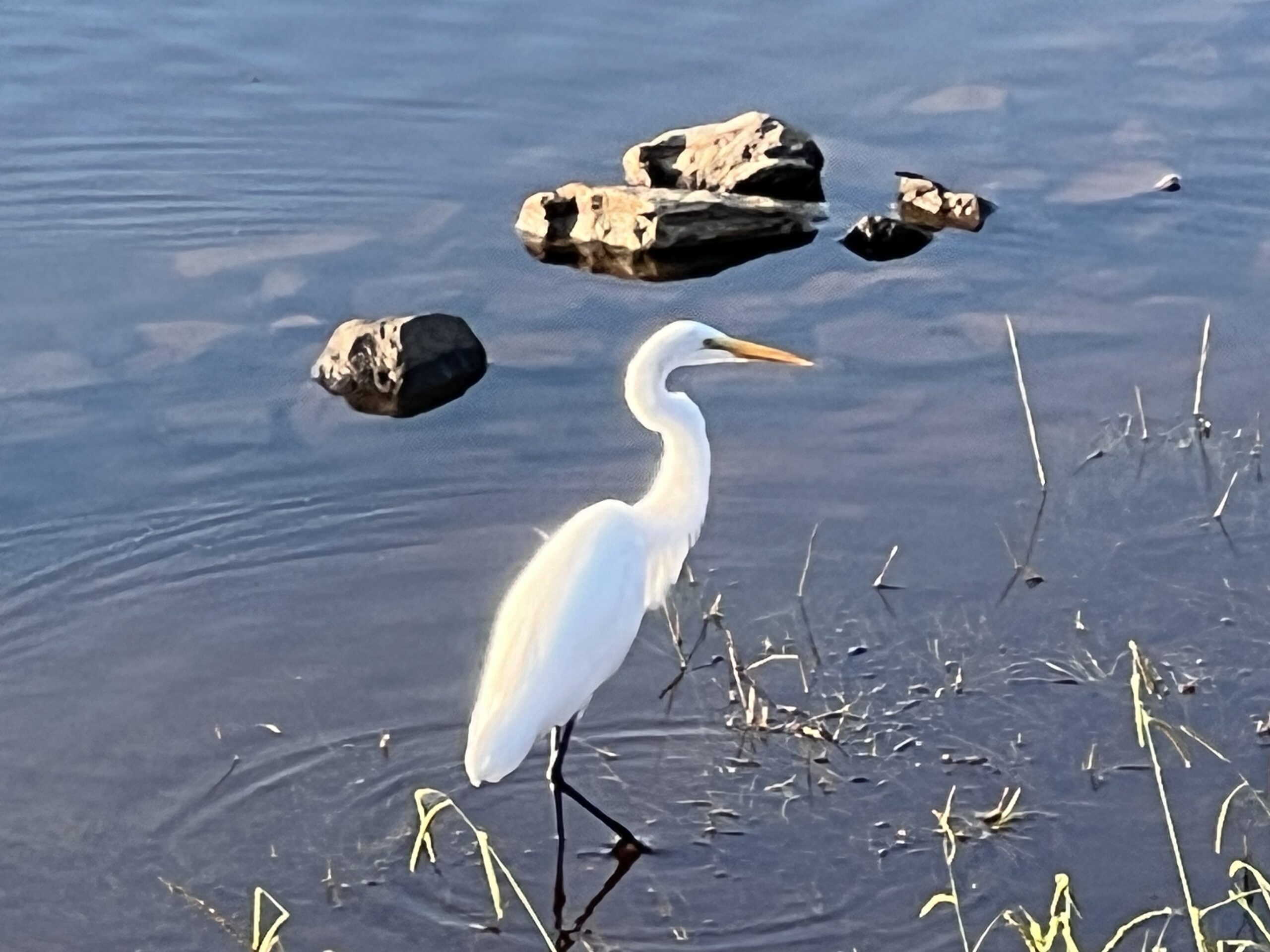 Encounter White Crane