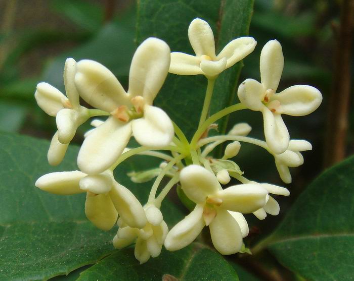 她不争春色，只冠中秋｜李清照《鹧鸪天·桂花》｜中秋特别版