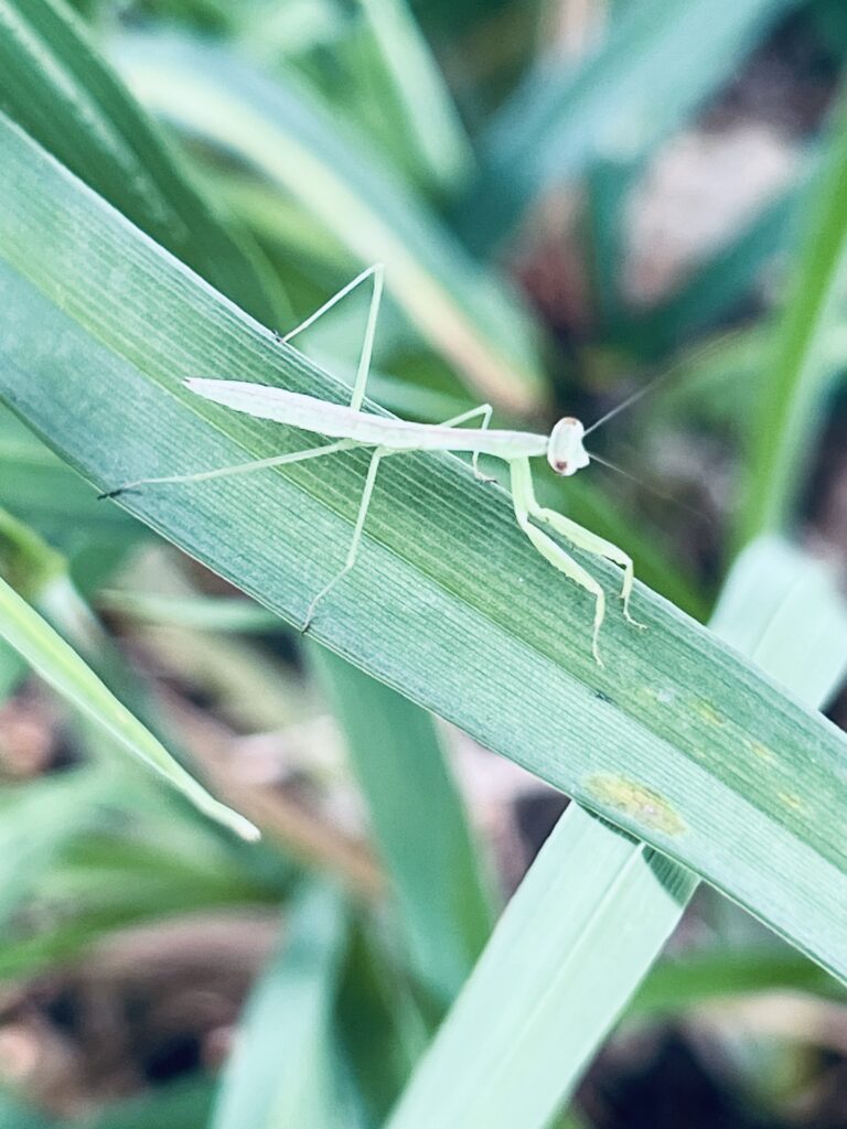 青摇